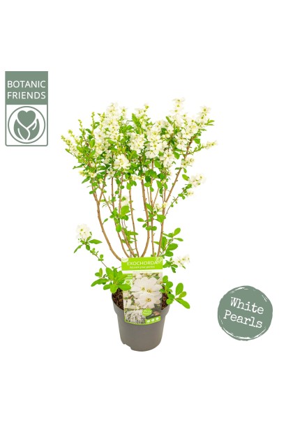 Екзохорда `Magical Springtime`у ланшафті